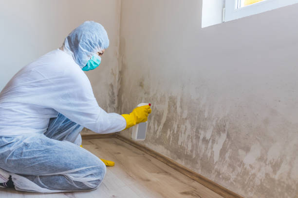 Licensed Mold Removal service in Chesapeake Beach, MD - WQB Mold Removal